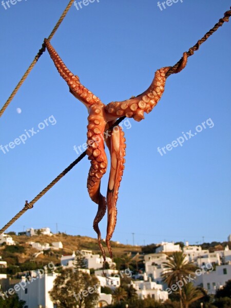 Squid Octopus Fish Mykonos Greece