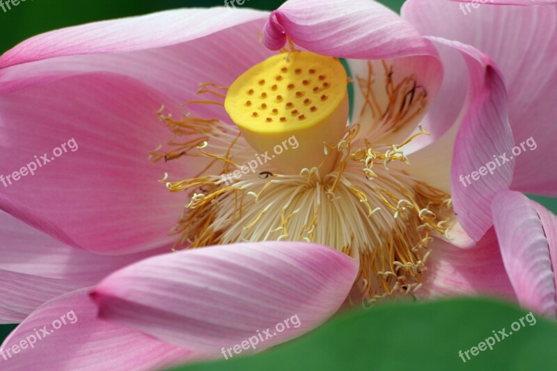 Lotus Flower Lotus Pink Flora Flower