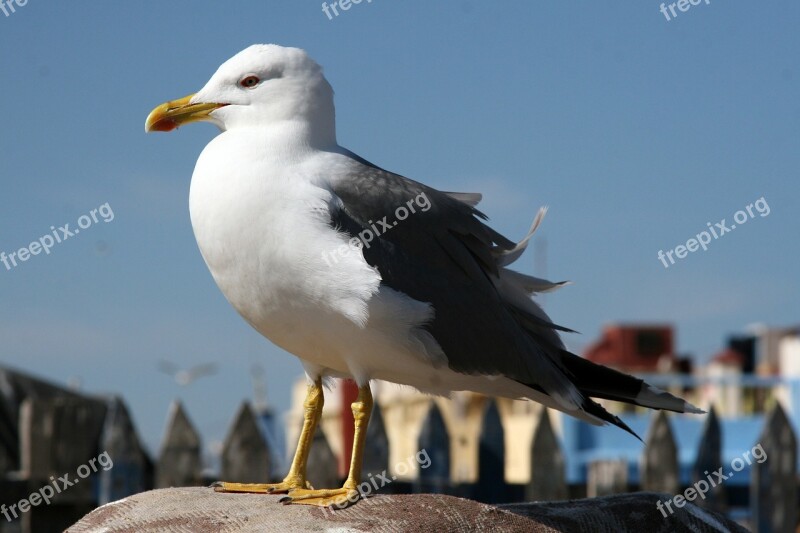 Seagull Bird Sea Free Photos