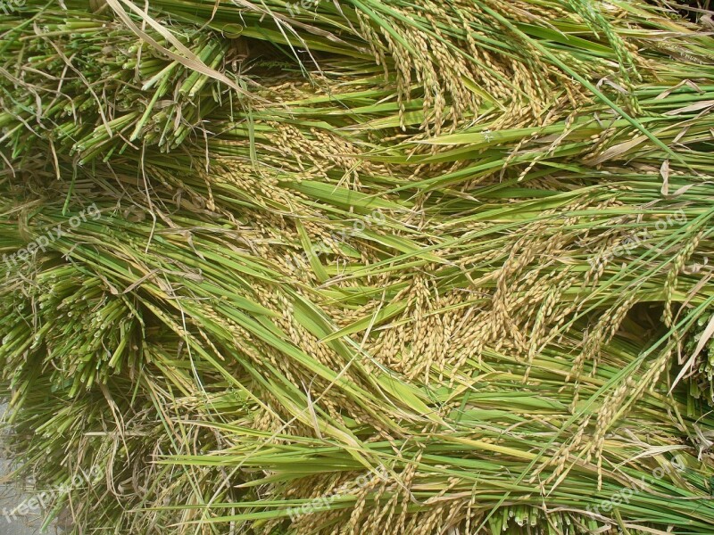 Rice Nature Plant Background Food