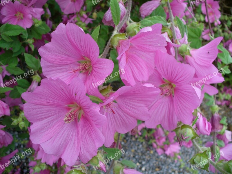 Mallow Flower Nature Pink Plant