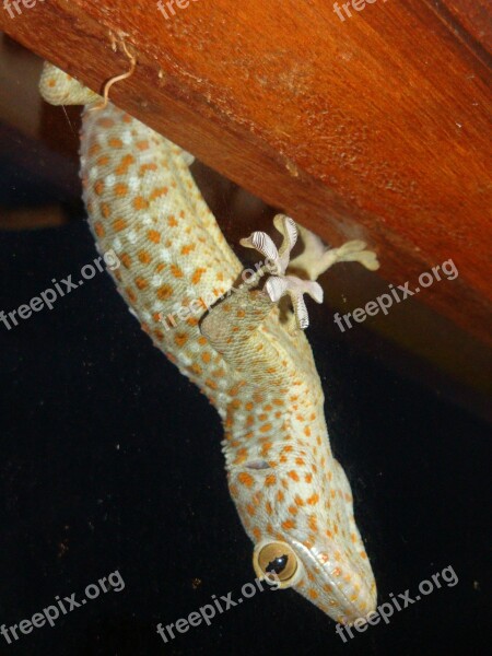 Gecko Lizard Animal Reptile Wildlife