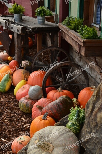 Pumpkins Autumn Orange Vegetables Decoration