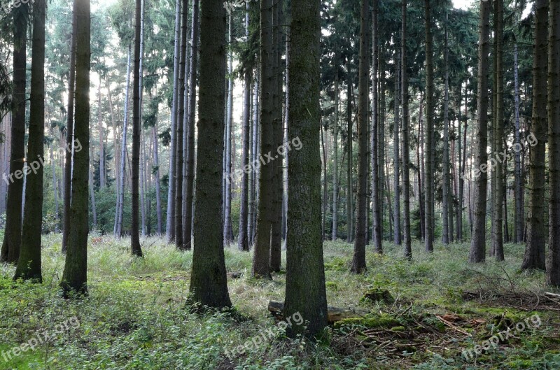 Forest Coniferous Forest Trees Conifers Autumn Forest