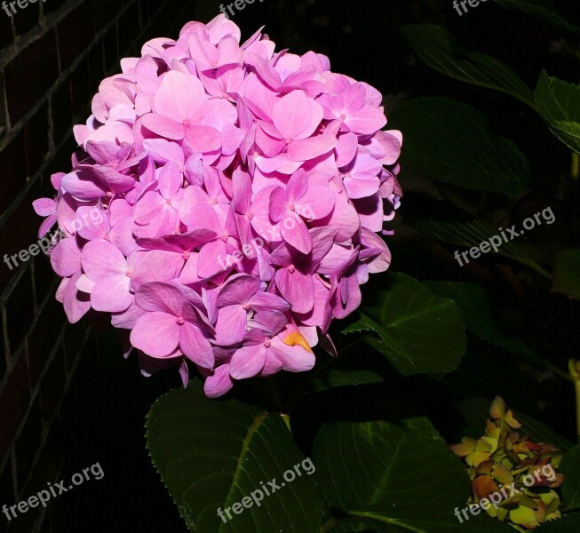 Flower Flowers Hydrangeas Purple Plant