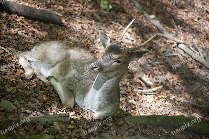 Damm Wild Young Animal Wild Animal Animal World