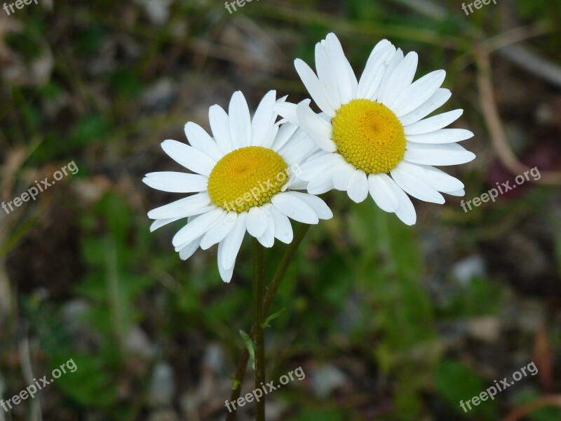 Daisy Flowers Nature Beautiful White