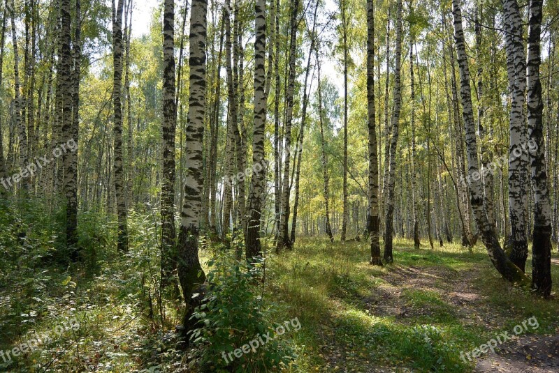 Birch Forest Trees Tree Trunk