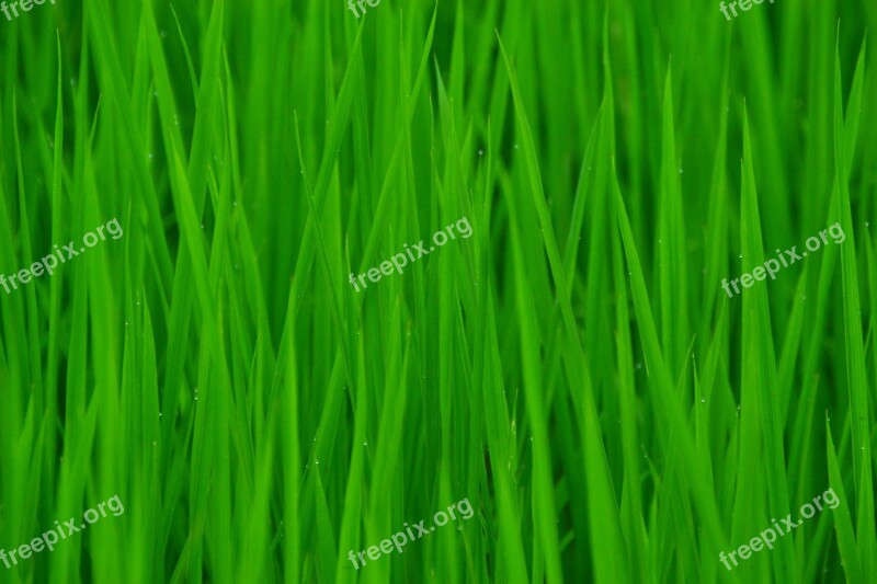 Green In Rice Field Clean Free Photos