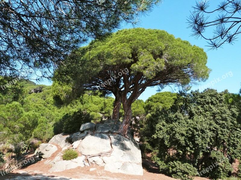 Pine Tree Nature Green Landscape