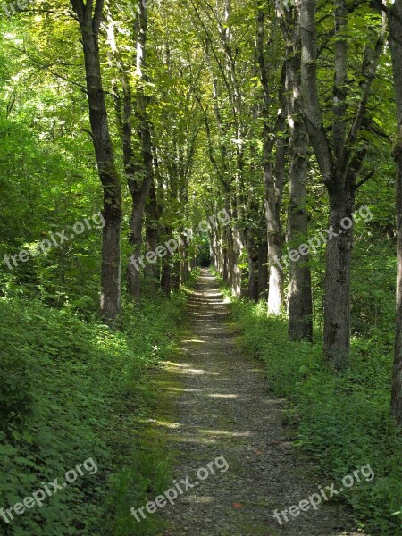 Forest Path Avenue Hanson Bad Mergentheim Row Of Trees