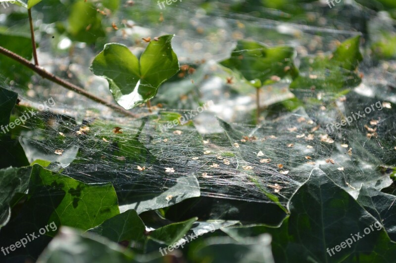 Cobweb Nature Green Leaf Plant