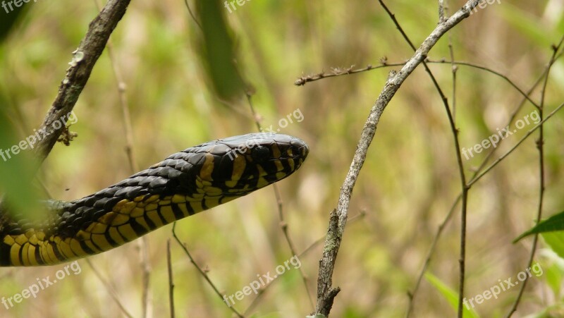 Cobra Animal Forest Animal World Ecology