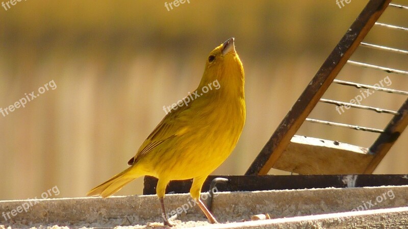 Paige Sparrow Bird Nature Birdie