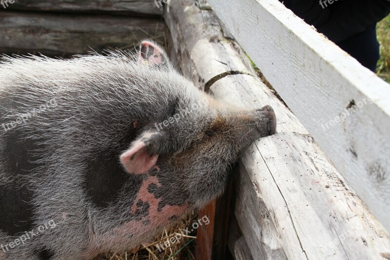 Piggy The Pig Roikkomahasika The Hair Rough