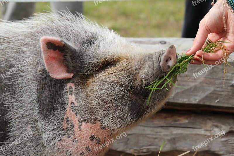 Piggy The Pig Delicacy Food Hay