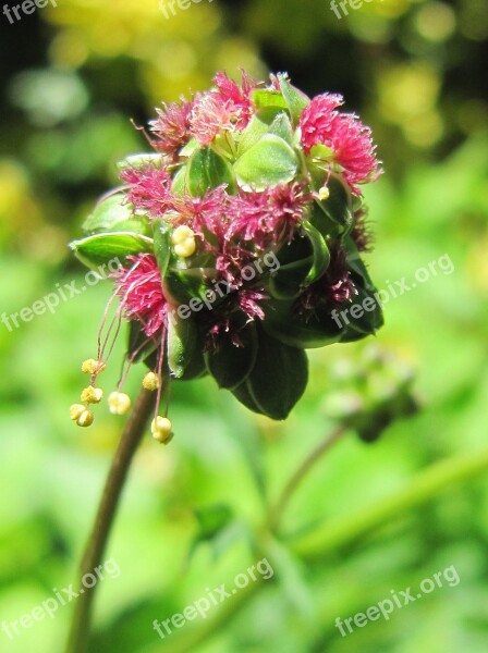 Pimpinella Flower Blossom Bloom Herbs