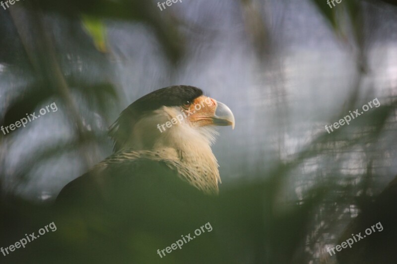 Eagle Wild Animal Wildlife Bird