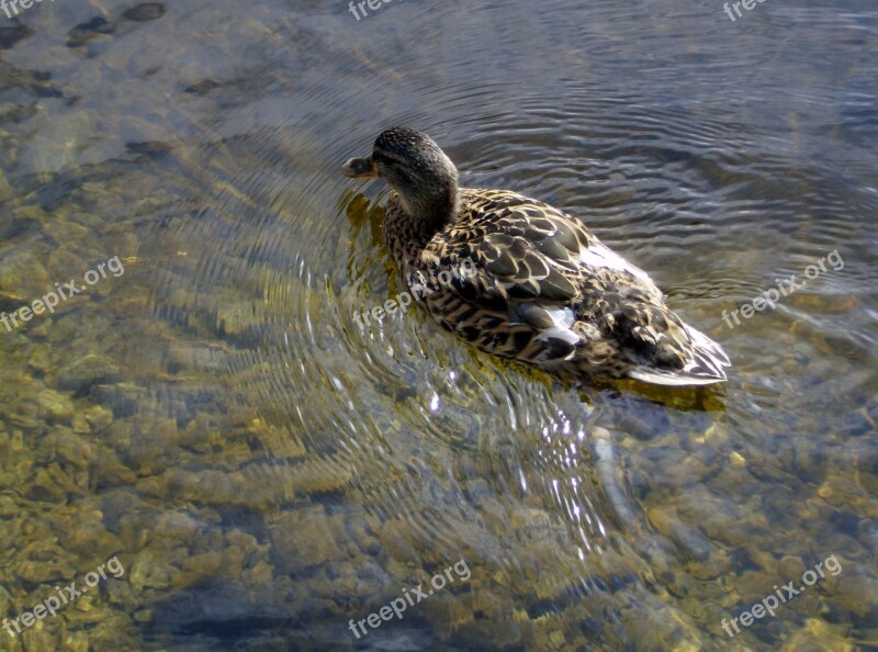 Duck Nature Water Natural Duck Bird