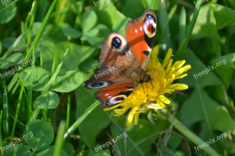 Peacock Butterfly Butterfly Flower Yellow Grass