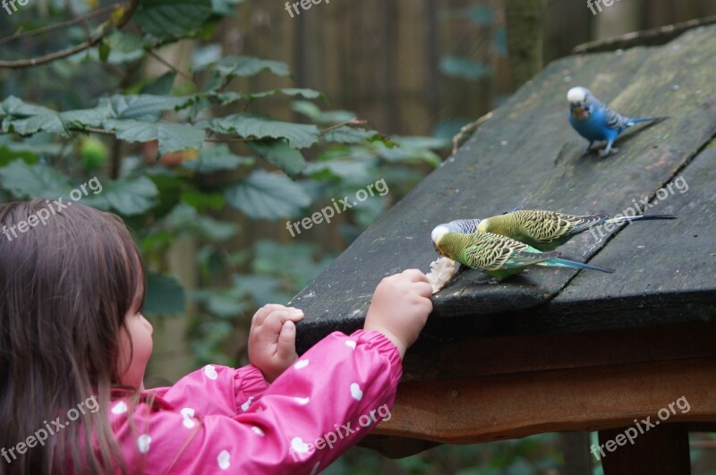 Budgerigars Canaries Birds Animal World Parakeets