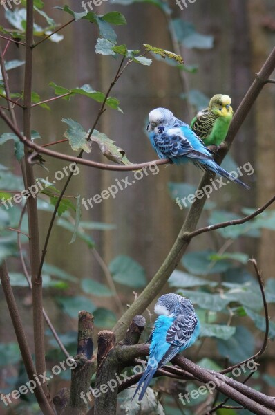 Budgerigars Canaries Birds Animal World Parakeets