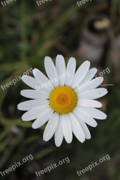 White Flower White Flowers Chrysanthemum Flowers Plants