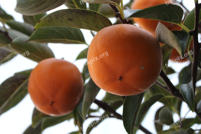 Persimmon Fruit Dried Persimmon Autumn Harvest