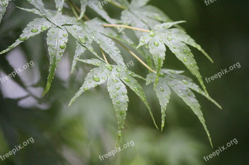 Rain Drip Trickle After Autumn Leaves Leaves