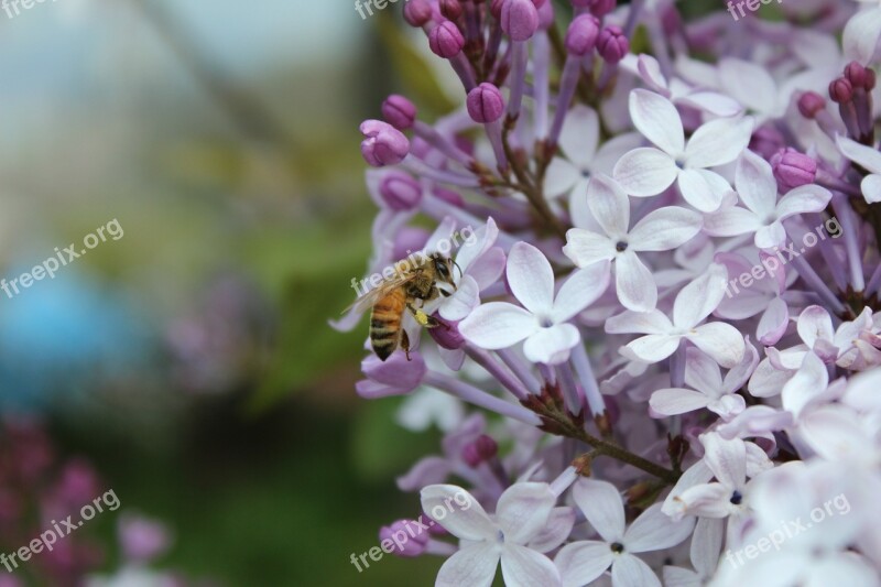 Flowers And Bees Bee Flowers Pink Plants