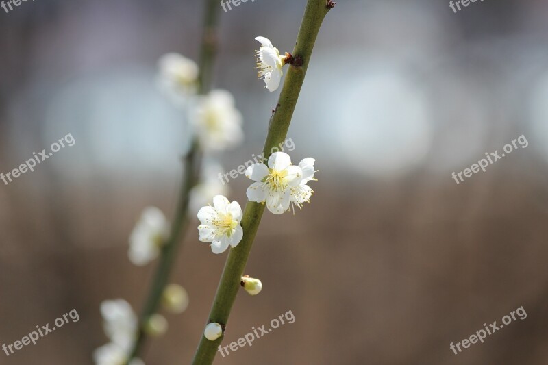 Flowers Tree Blooms White Flower Flower Gardens Garden