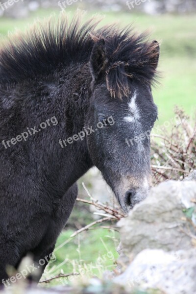 Horse Mane Wild Brado Hair