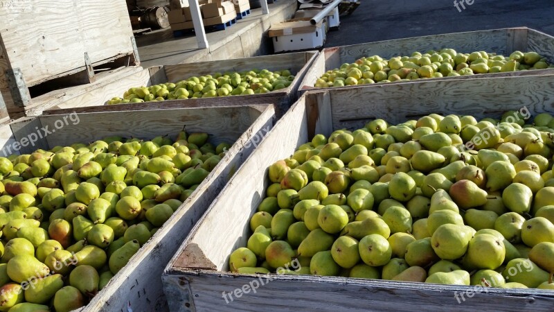 Pears Bartlett Pear Bartlett Healthy Fruit