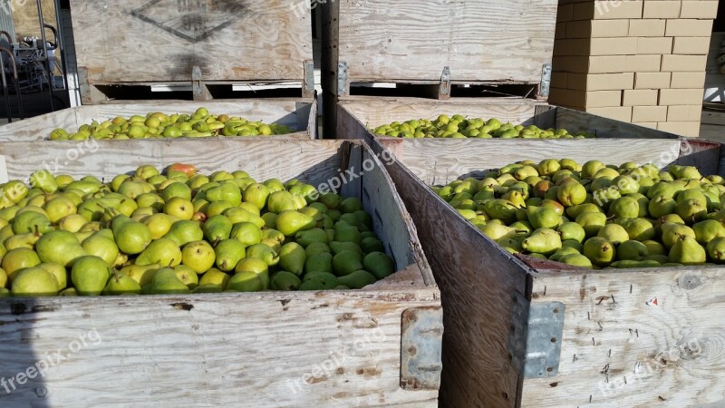 Pears Bartlett Pear Bartlett Healthy Fruit