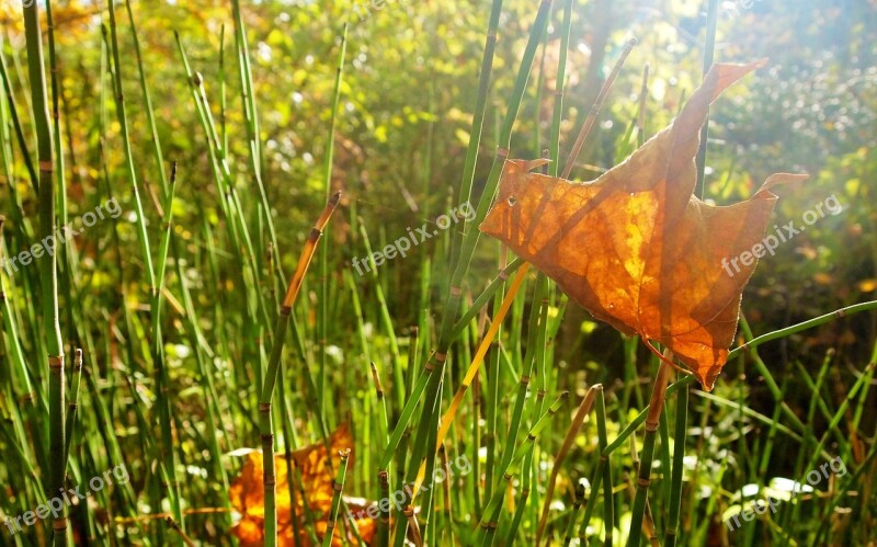 Leaf Grass Weeds Sunlight Green