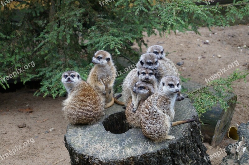 Meerkat Zoo Nature Animals Curious