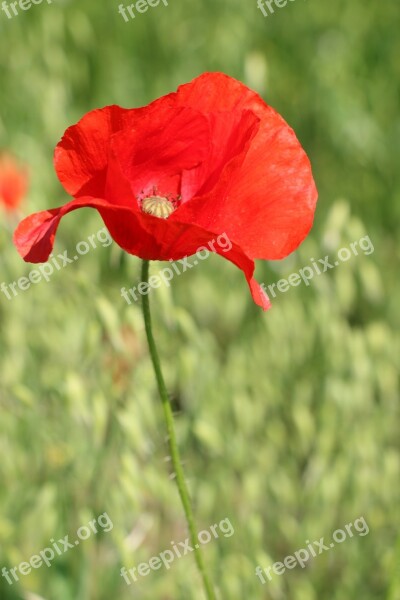 Poppy Flower Wildflower Red Blossom