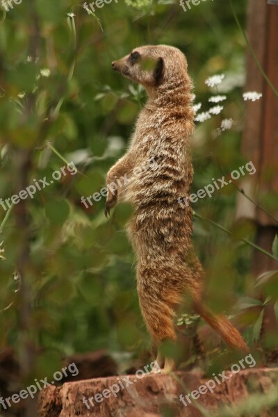 Meerkat Wildlife Animal Nature Mammal