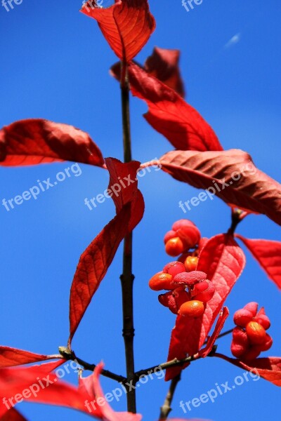 Euonymus Europaeus European Euonymus Autumn Leaves Red