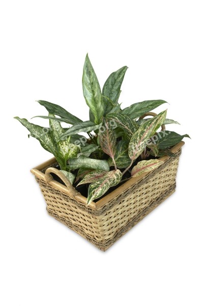 Aglaonema Dieffenbachia Pot-scaping Ornamental Plants Plant