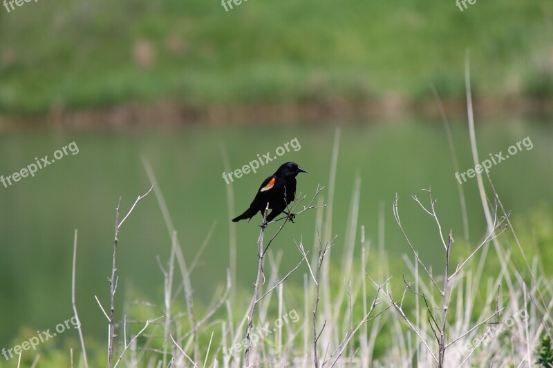 Red-winged Blackbird Bird Outdoors Nature Free Photos