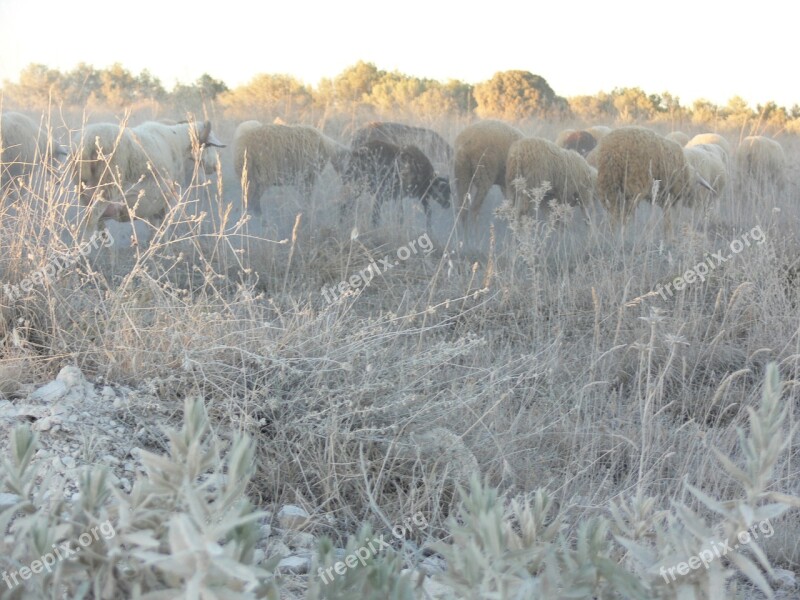 Sheep Landscape Nature Free Photos