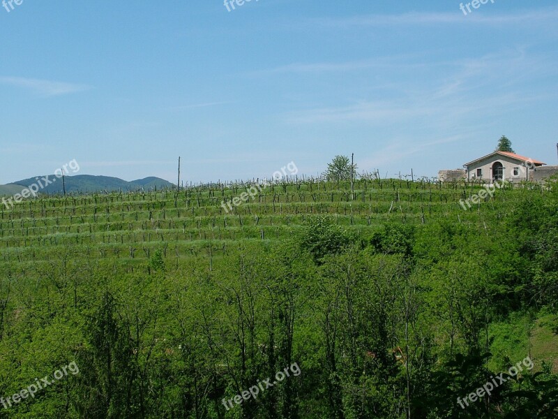 Rural Vine Grape Free Photos