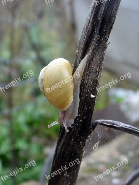 Snail Yellow Small Conch Movement