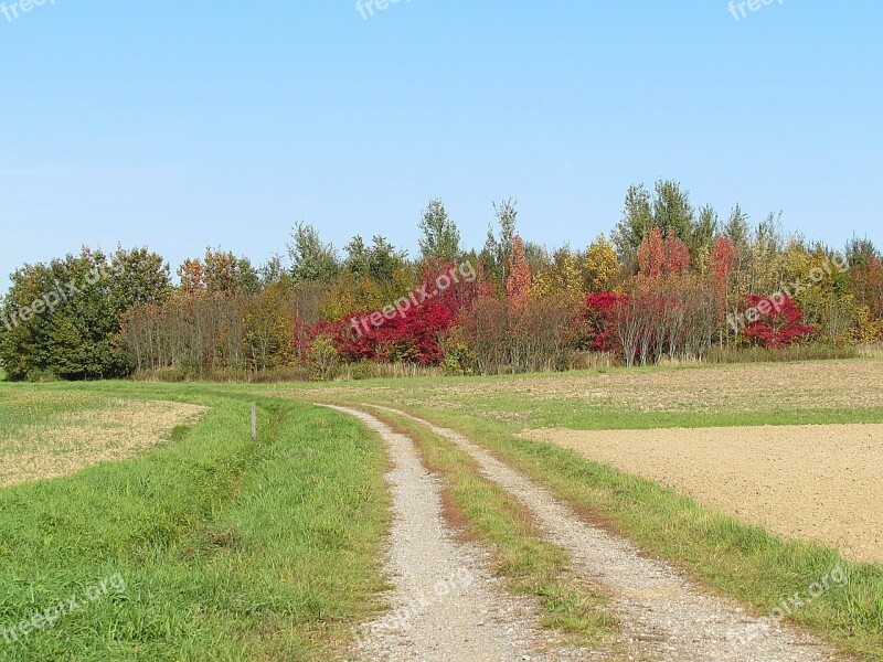 Lane Trees Landscape Autumn Fields