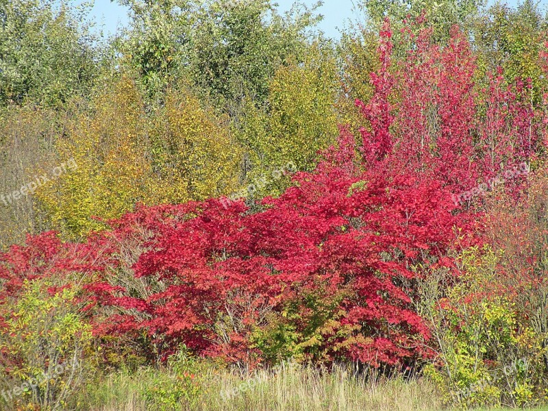 Fall Color Farbenspiel Fall Leaves Shrubs Trees