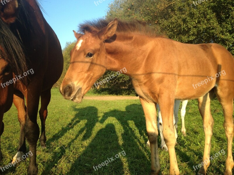 Colt Horse Animals Free Photos