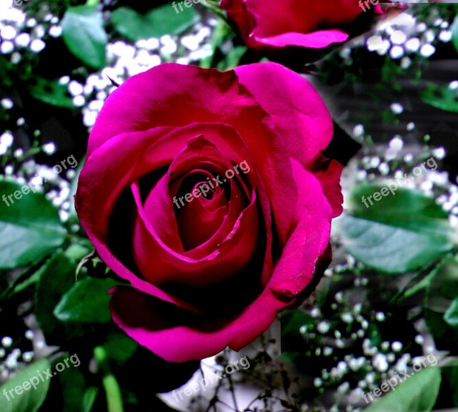 Rose Red Rose Bloom Romantic Free Photos