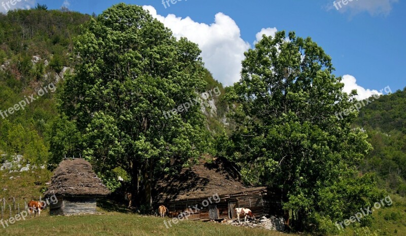 Farm Landscape Natural Cows Trees