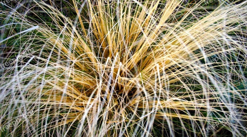 Grass Macro Yellow Tuft Free Photos